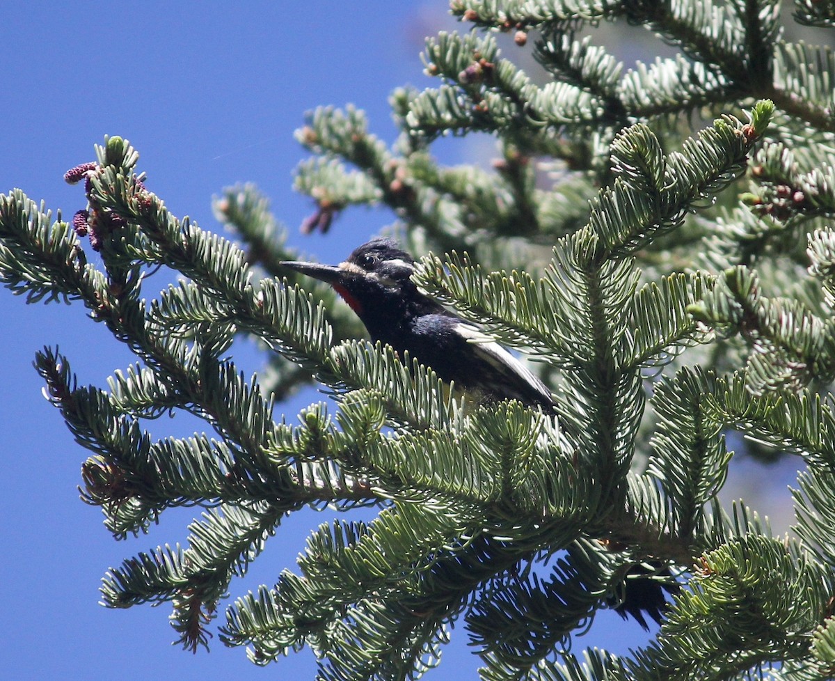 Williamson's Sapsucker - ML641820415
