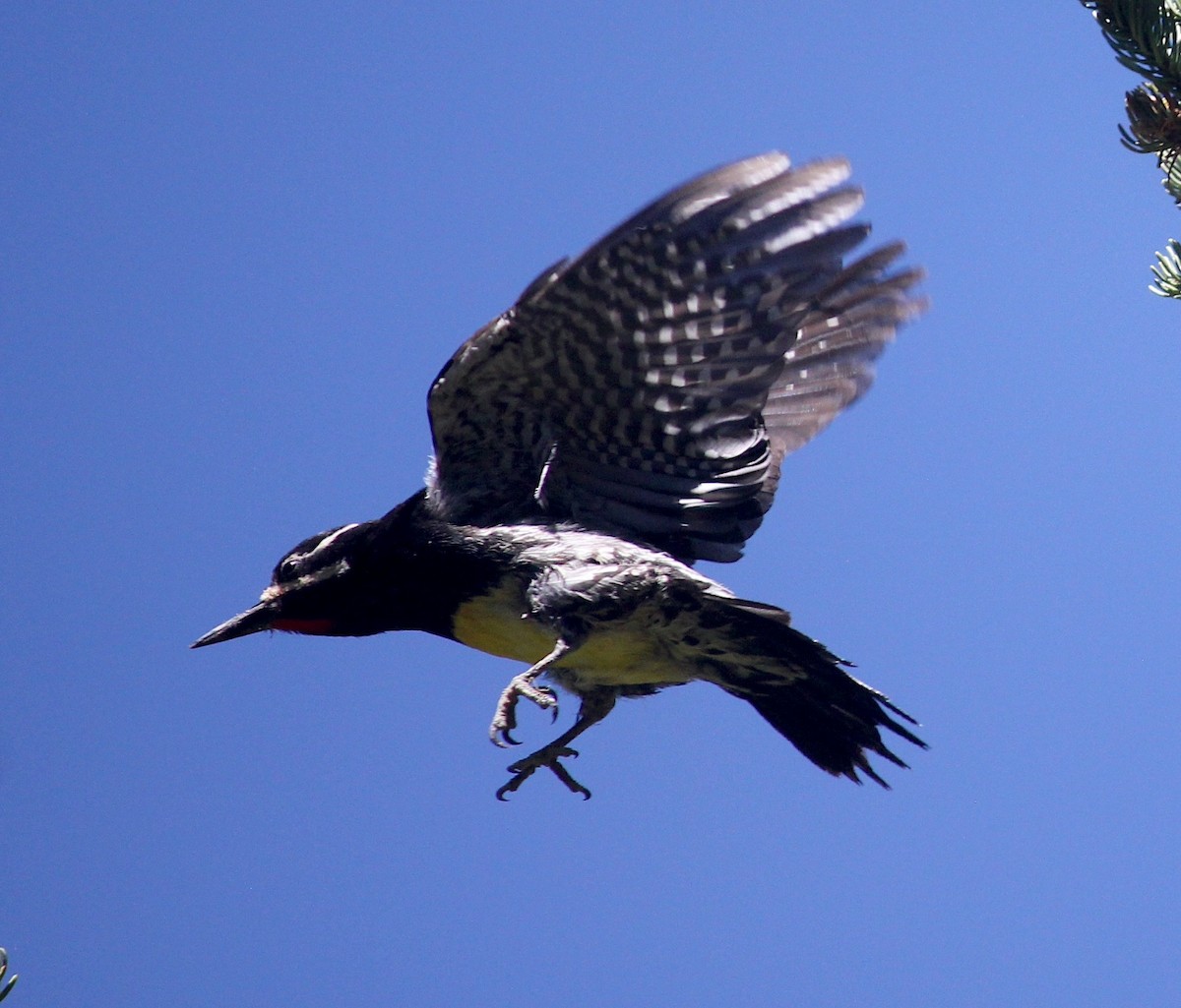 Williamson's Sapsucker - ML641820418