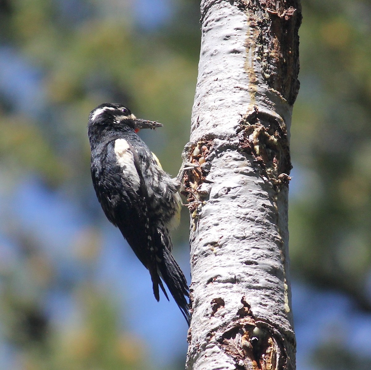 Williamson's Sapsucker - ML641820423