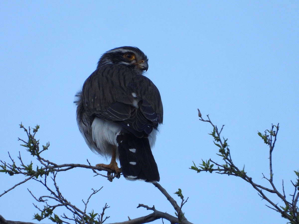 Spot-winged Falconet - ML641820448