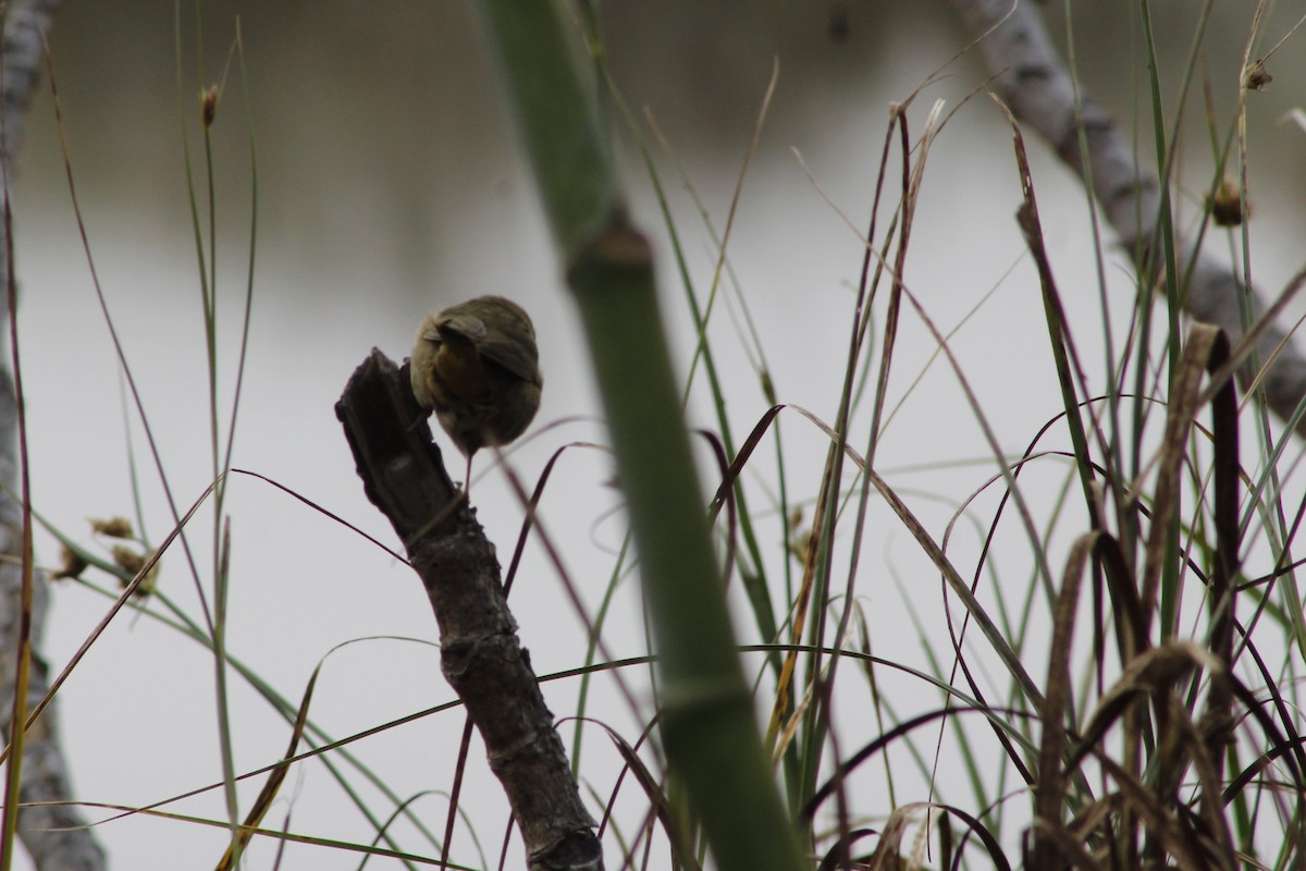 Common Yellowthroat - ML641820453