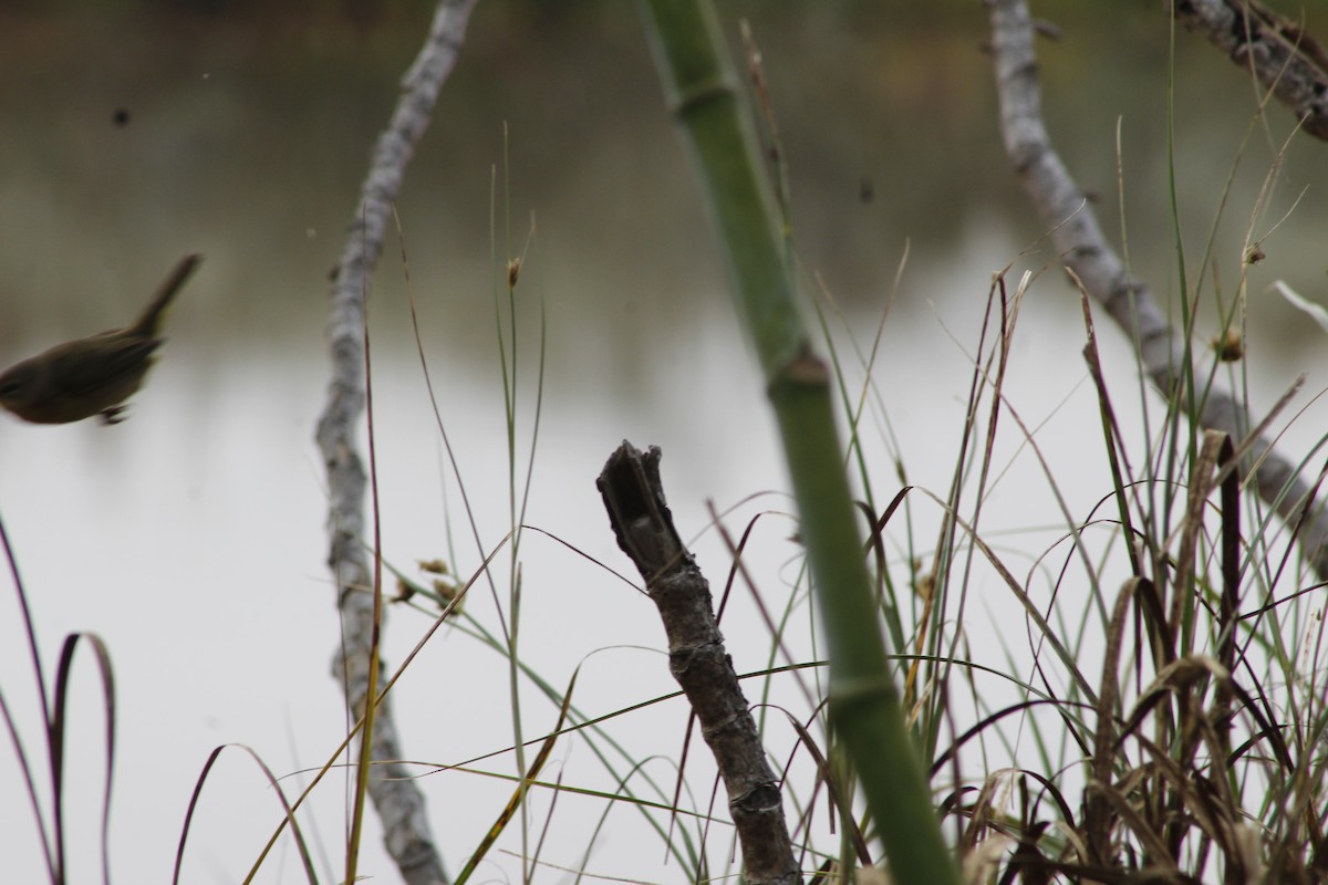 Common Yellowthroat - ML641820454