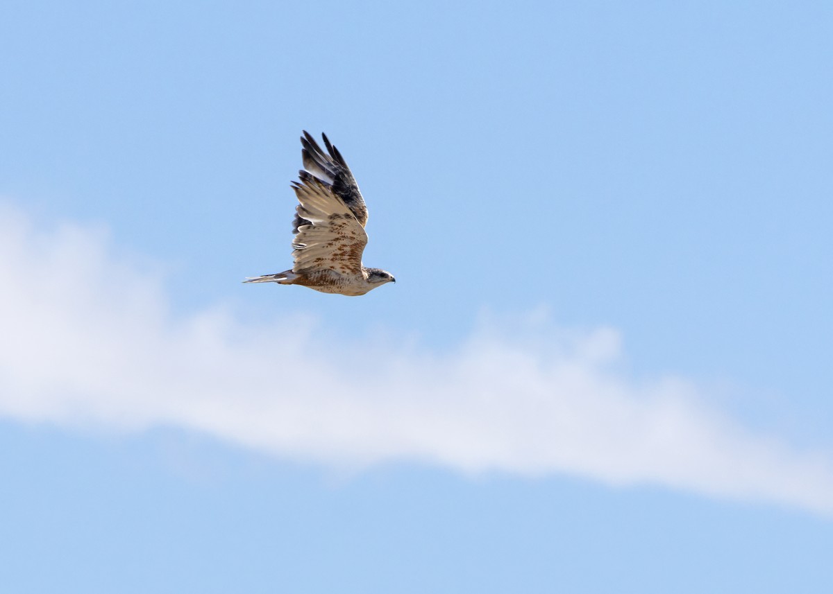 Ferruginous Hawk - ML641820460