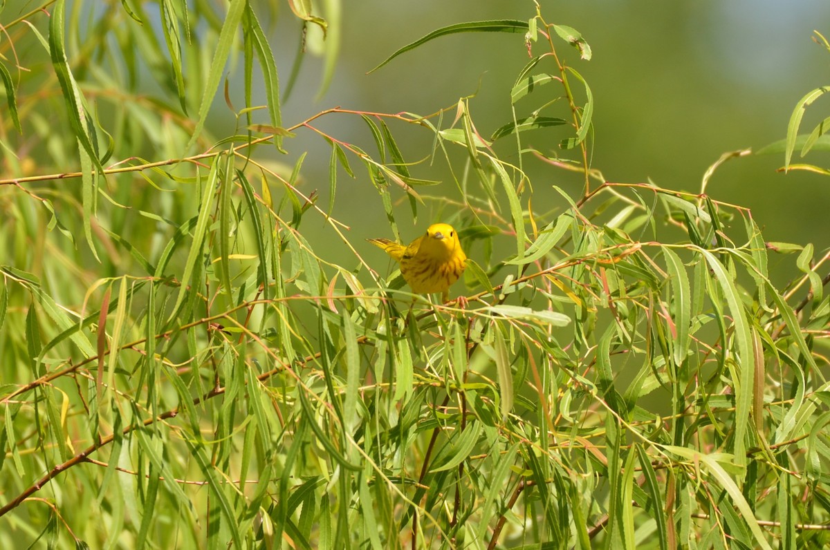 Yellow Warbler - ML641820463