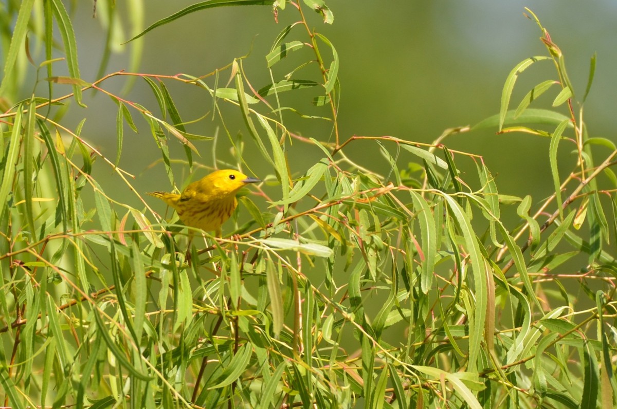 Yellow Warbler - ML641820465
