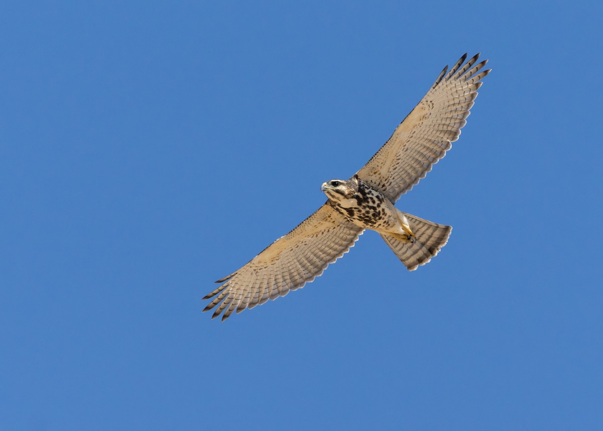 Gray Hawk - ML641820470