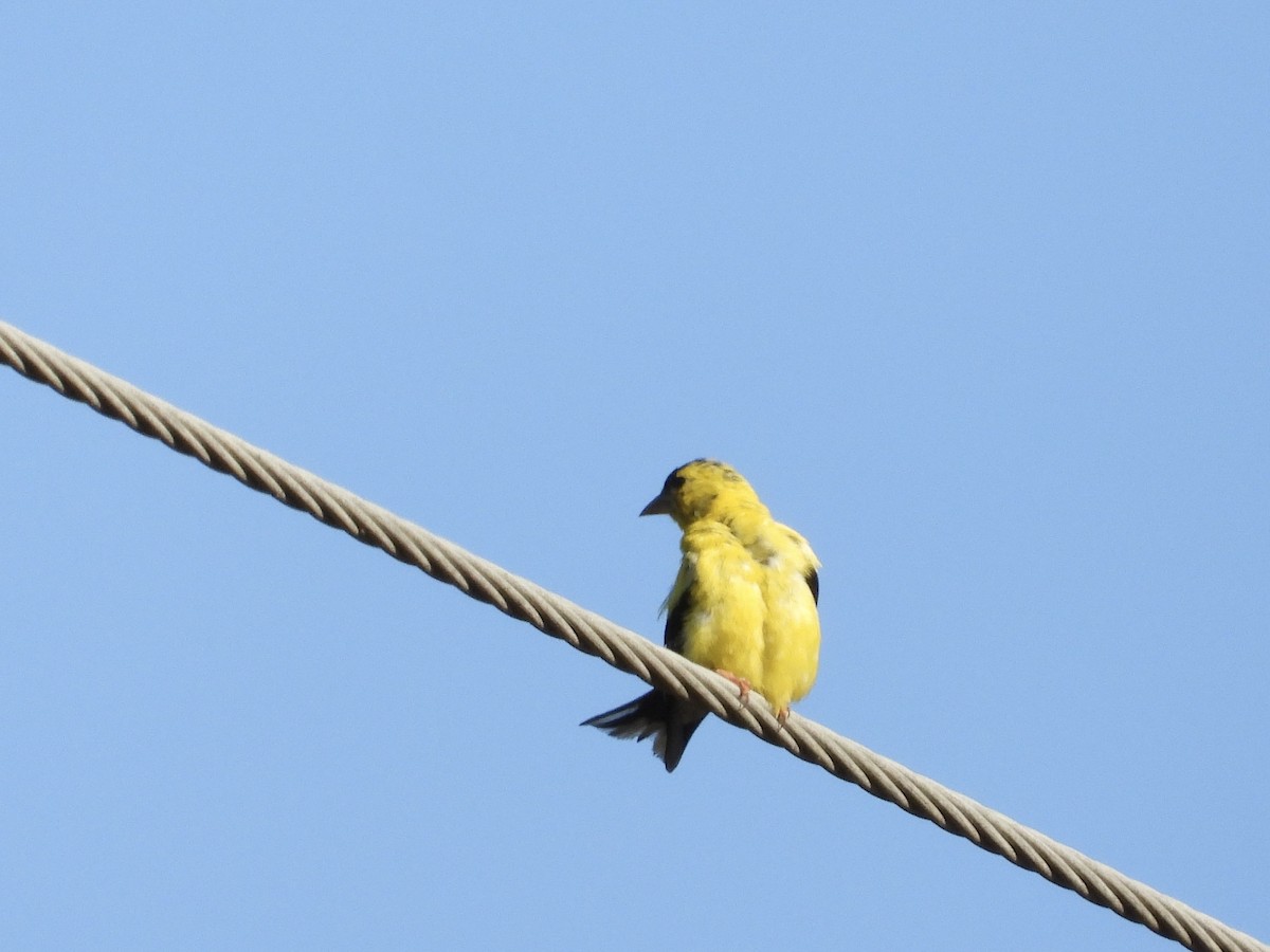 American Goldfinch - ML641820524
