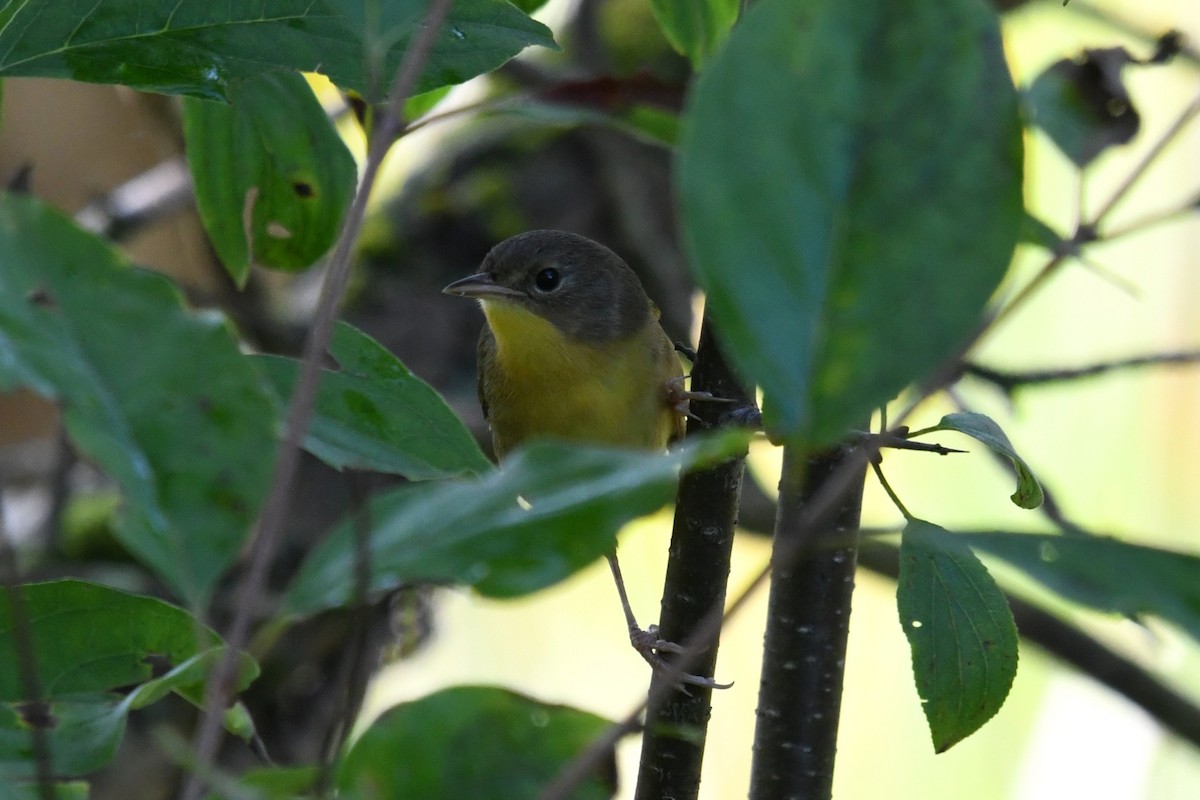 Common Yellowthroat - ML641820530
