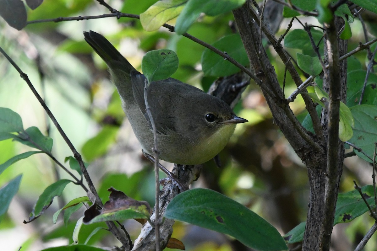 Common Yellowthroat - ML641820531