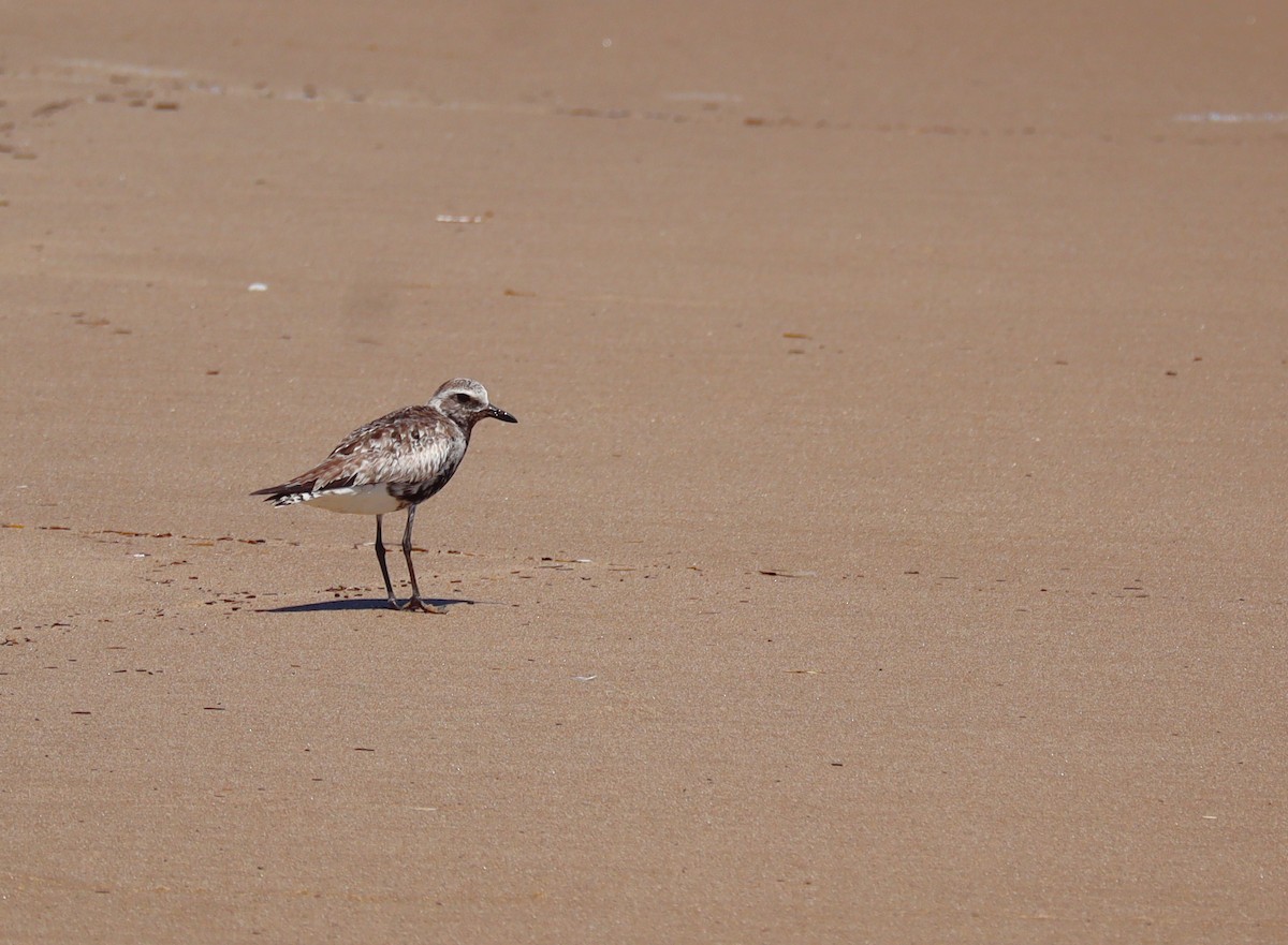 灰斑鴴 - ML641820543