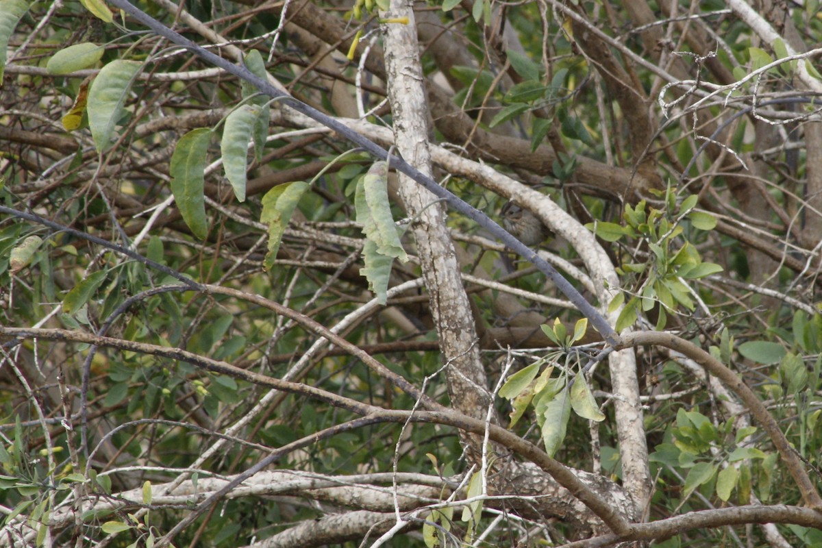 Lincoln's Sparrow - ML641820545