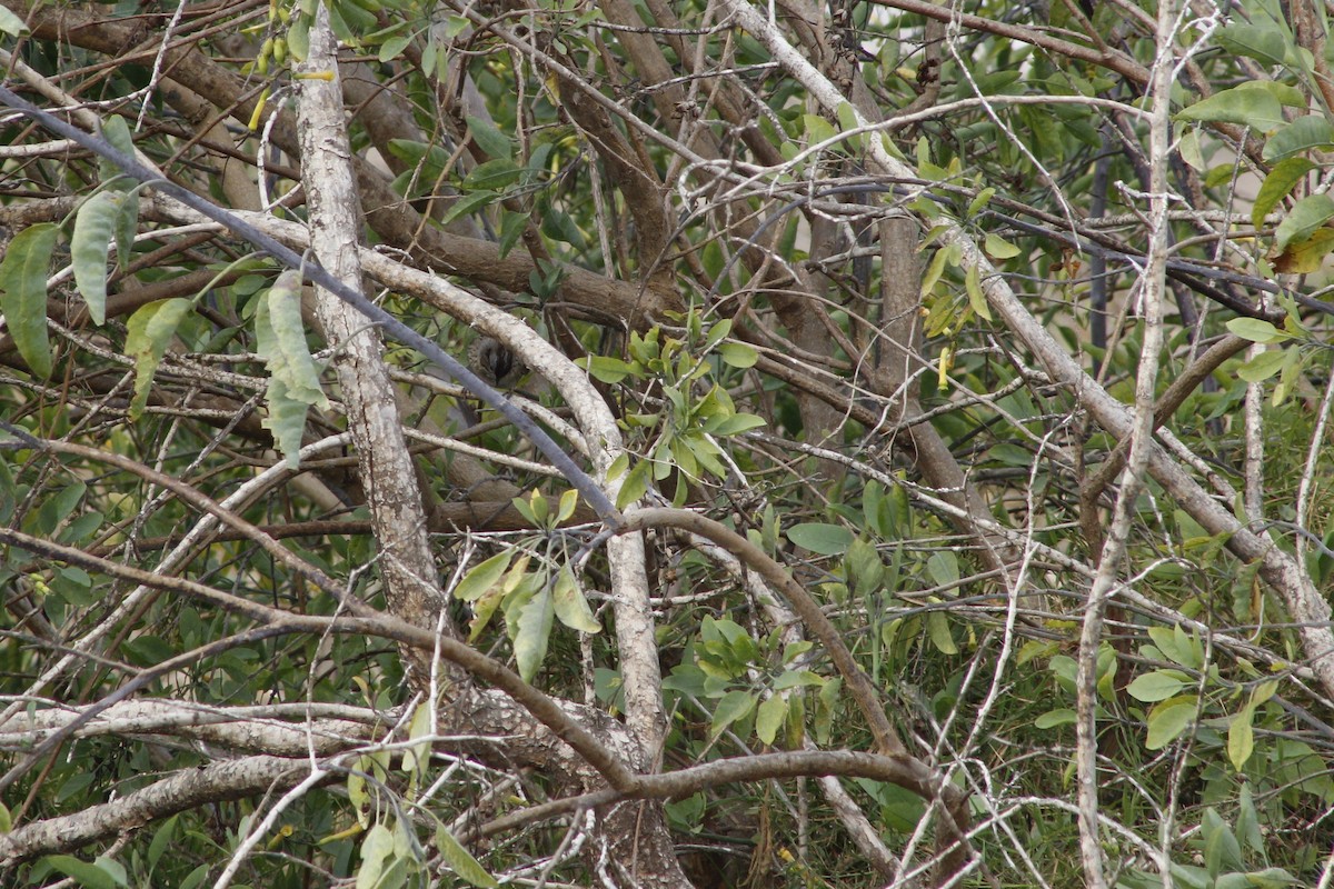 Lincoln's Sparrow - ML641820546