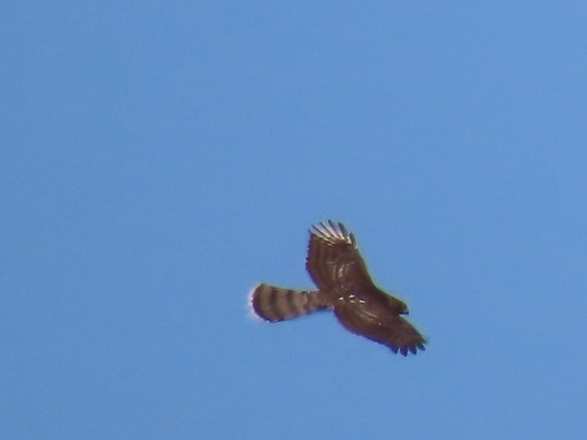 Cooper's Hawk - ML641820547