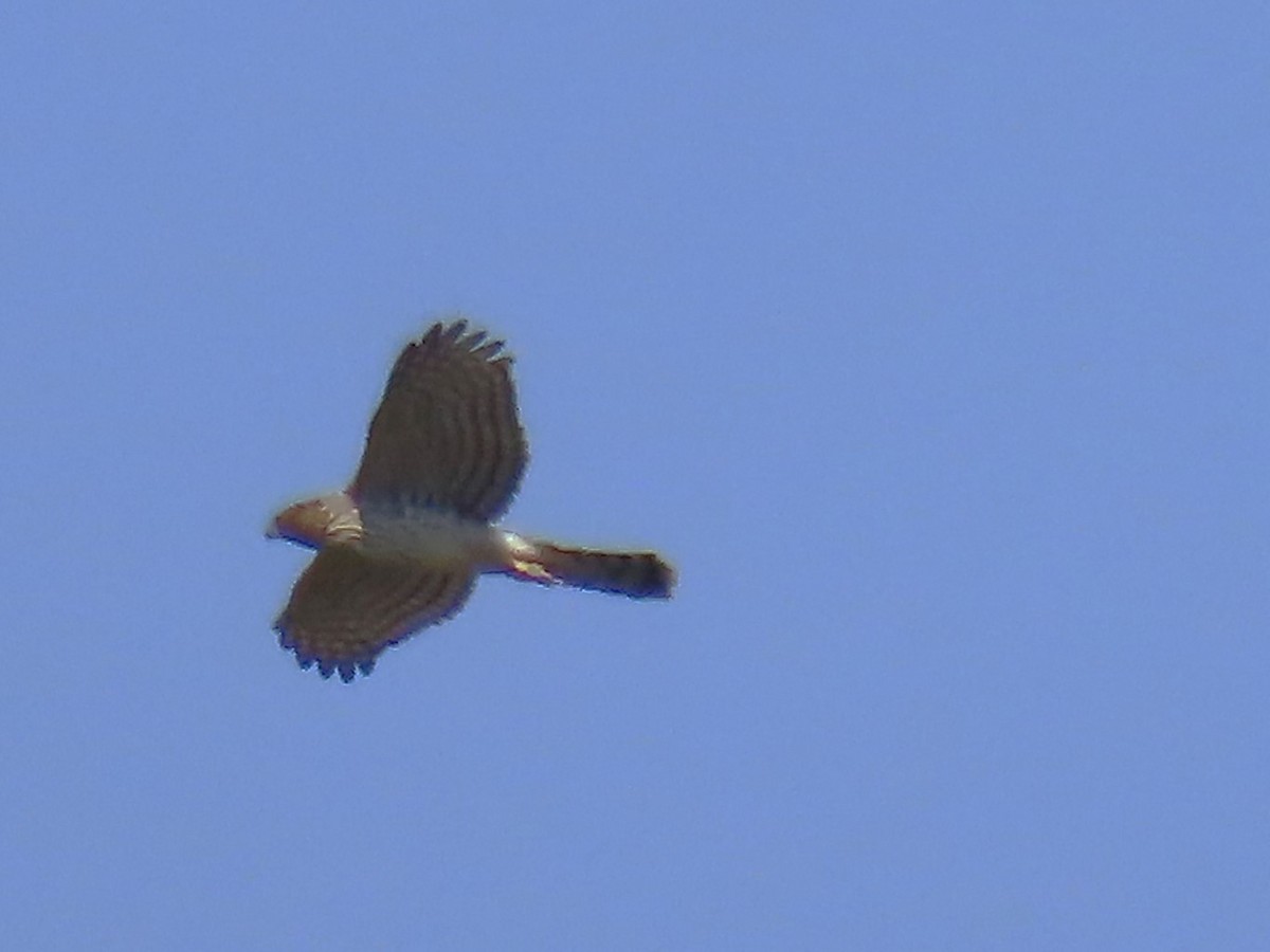 Cooper's Hawk - ML641820548