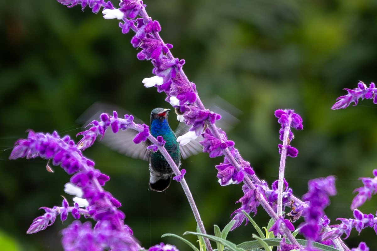 Broad-billed Hummingbird - ML641820575