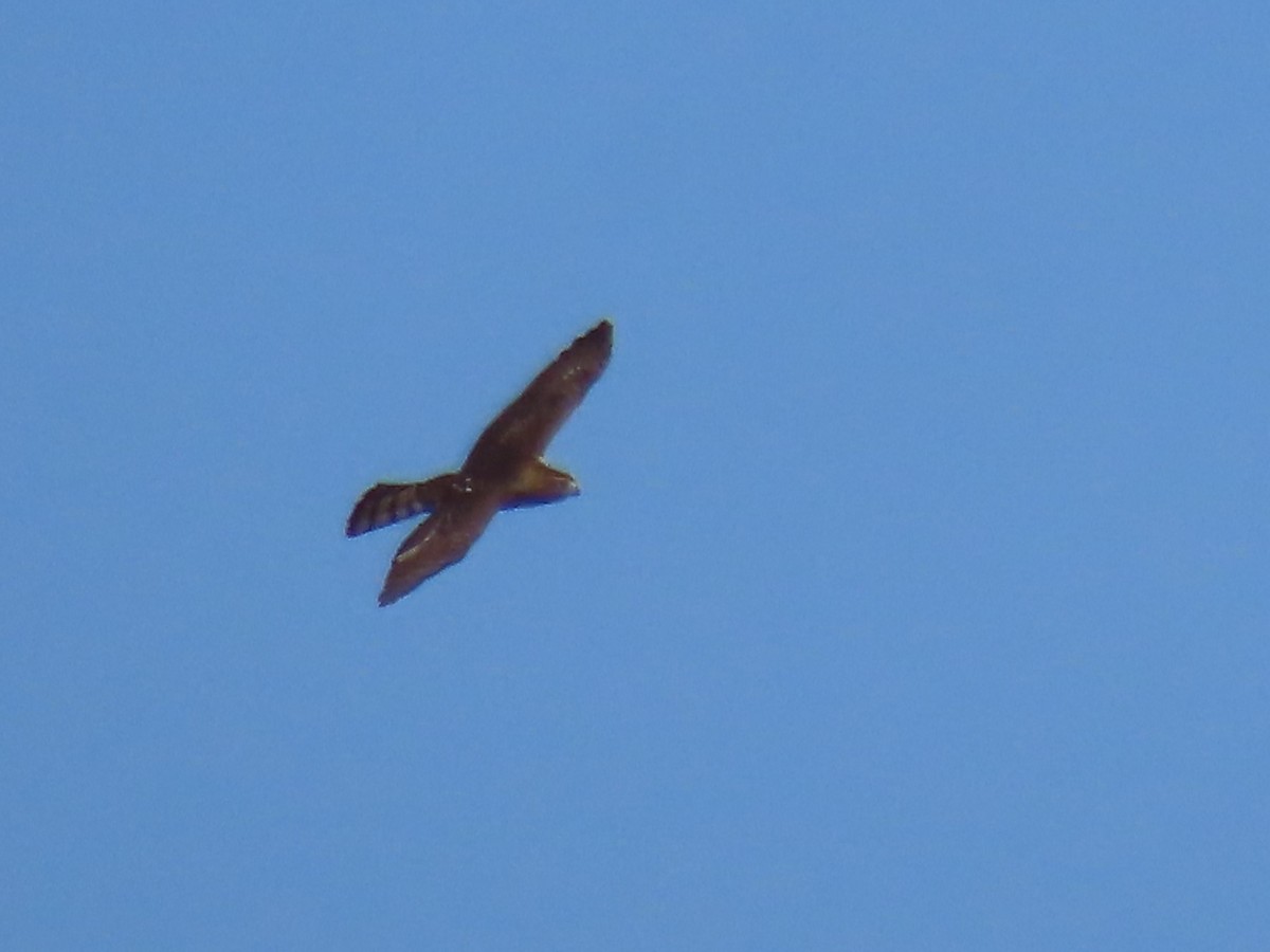 Cooper's Hawk - ML641820576