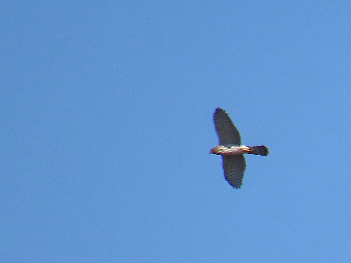 Cooper's Hawk - ML641820591