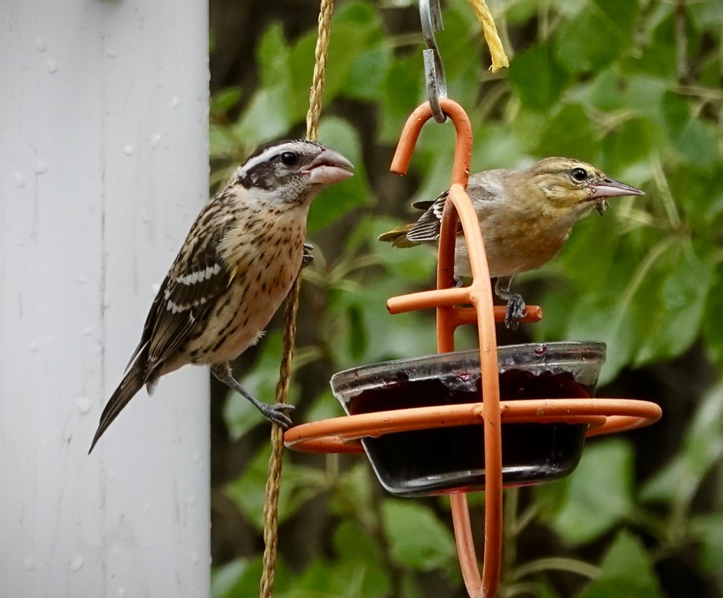 Rose-breasted Grosbeak - ML641820592