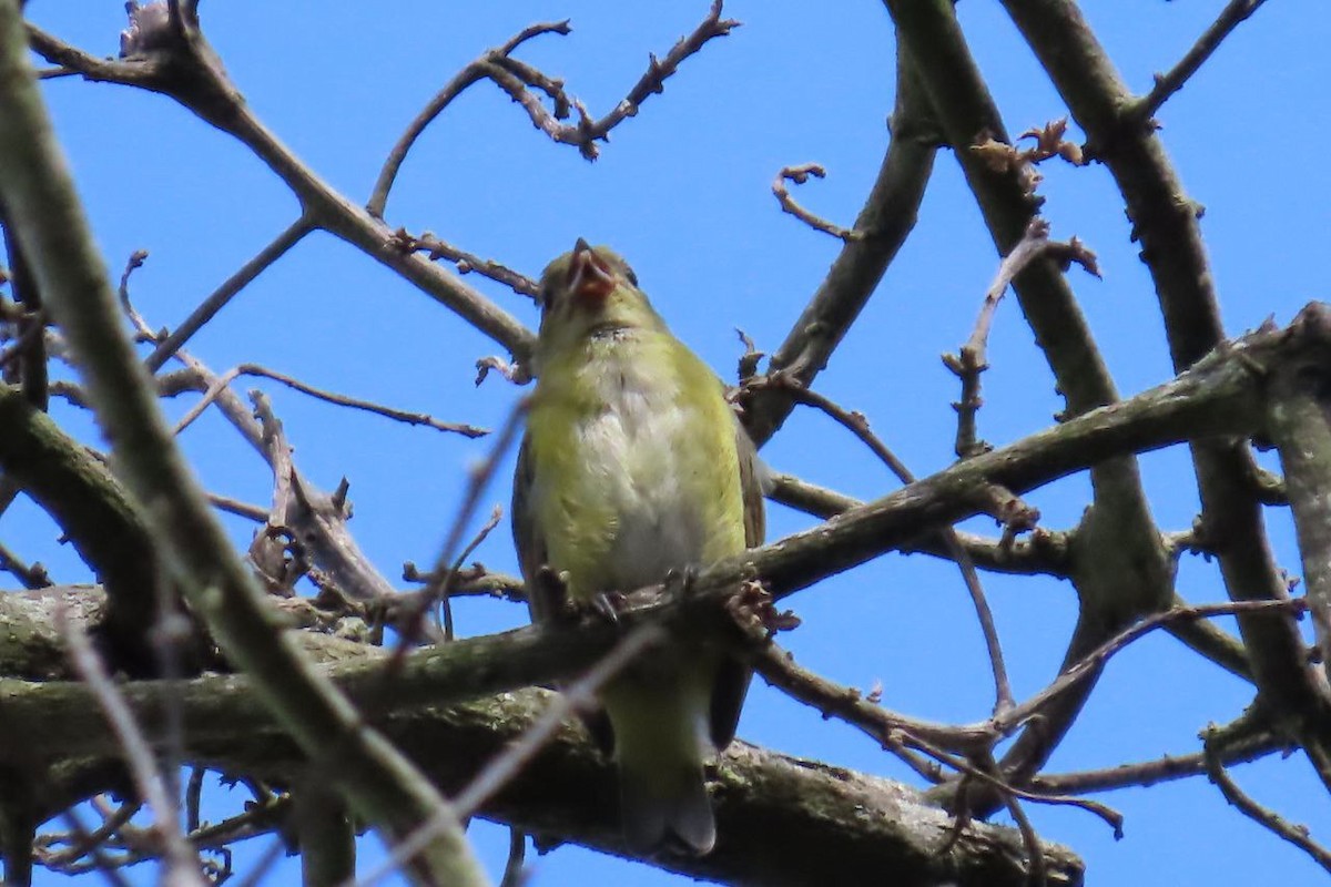 Yellow-throated Euphonia - ML641820615