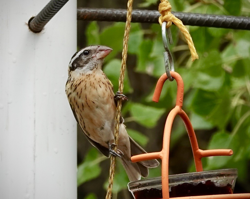 Rose-breasted Grosbeak - ML641820620