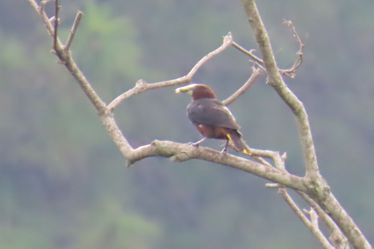 Chestnut-headed Oropendola - ML641820633