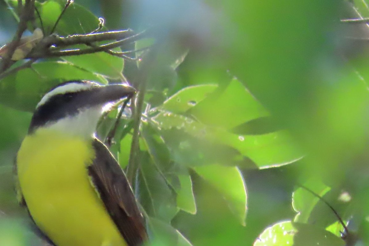 Boat-billed Flycatcher - ML641820650
