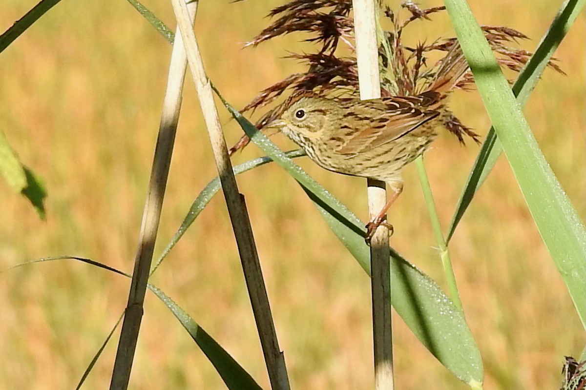Lincoln's Sparrow - ML641820654