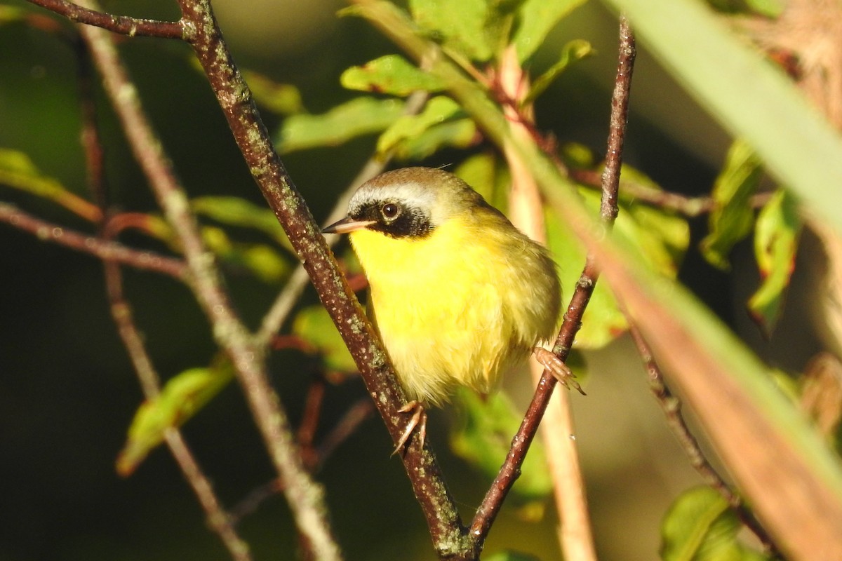 Common Yellowthroat - ML641820660