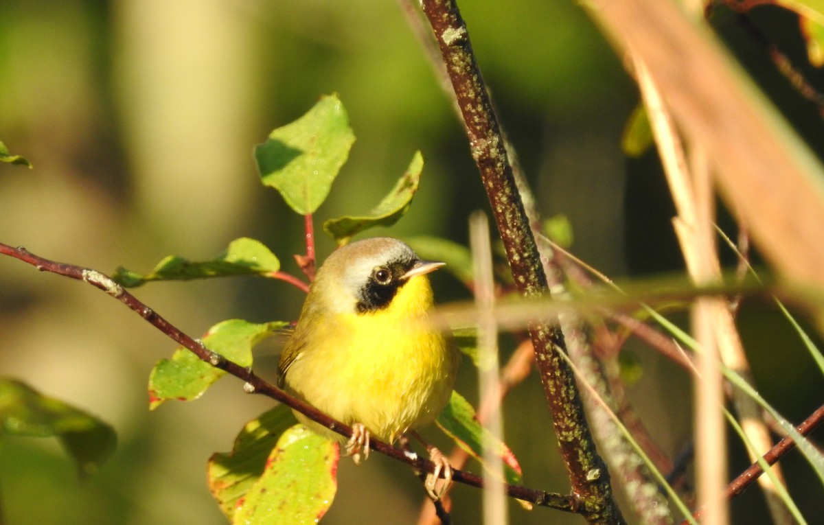 Common Yellowthroat - ML641820662