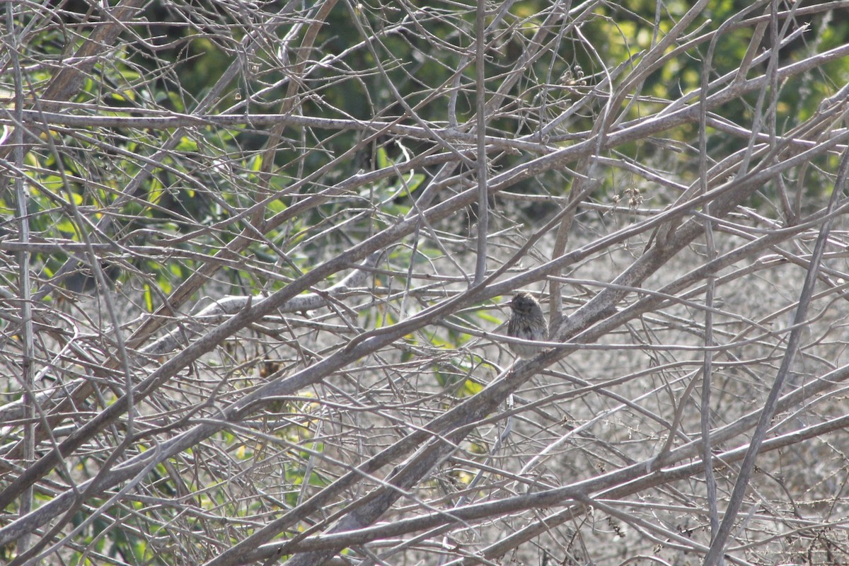 Lincoln's Sparrow - ML641820675