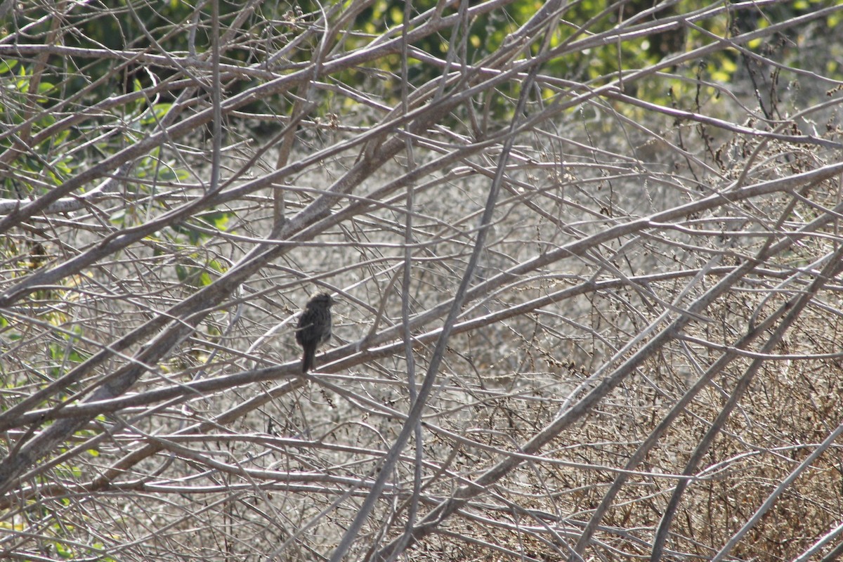 Lincoln's Sparrow - ML641820676