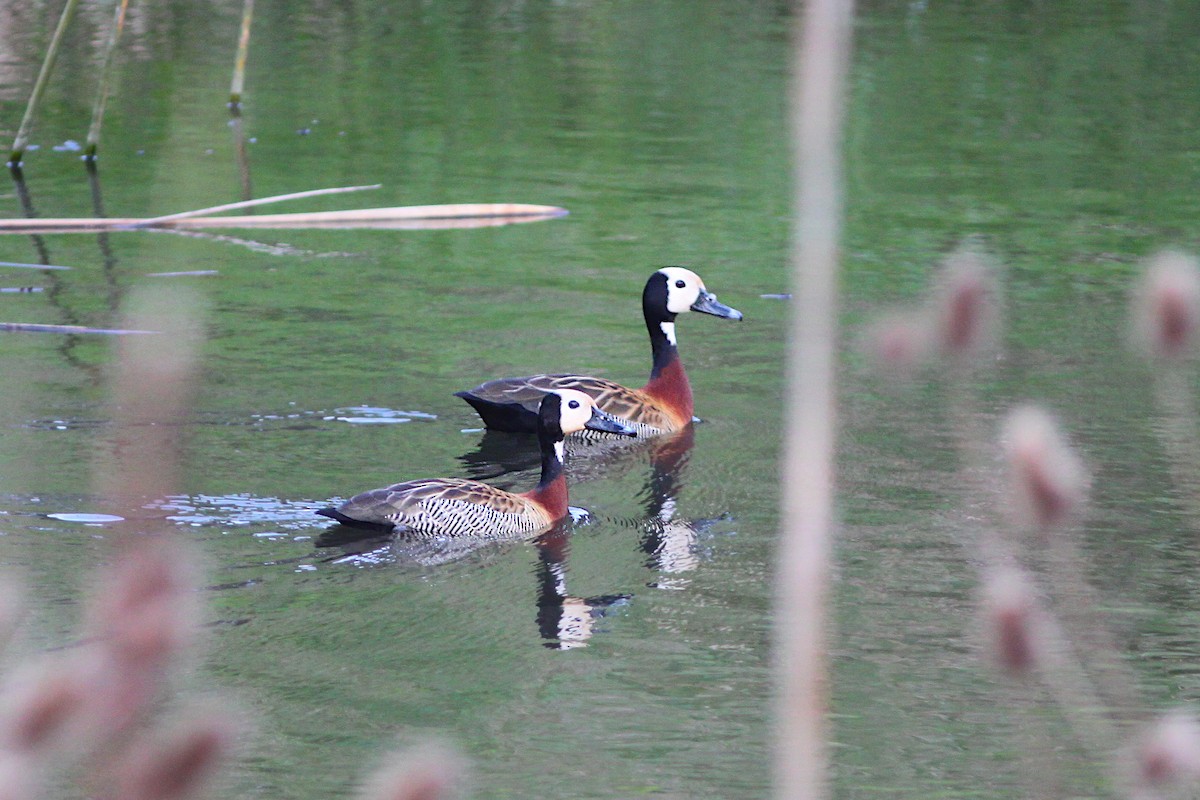 Dendrocygne veuf - ML641820704