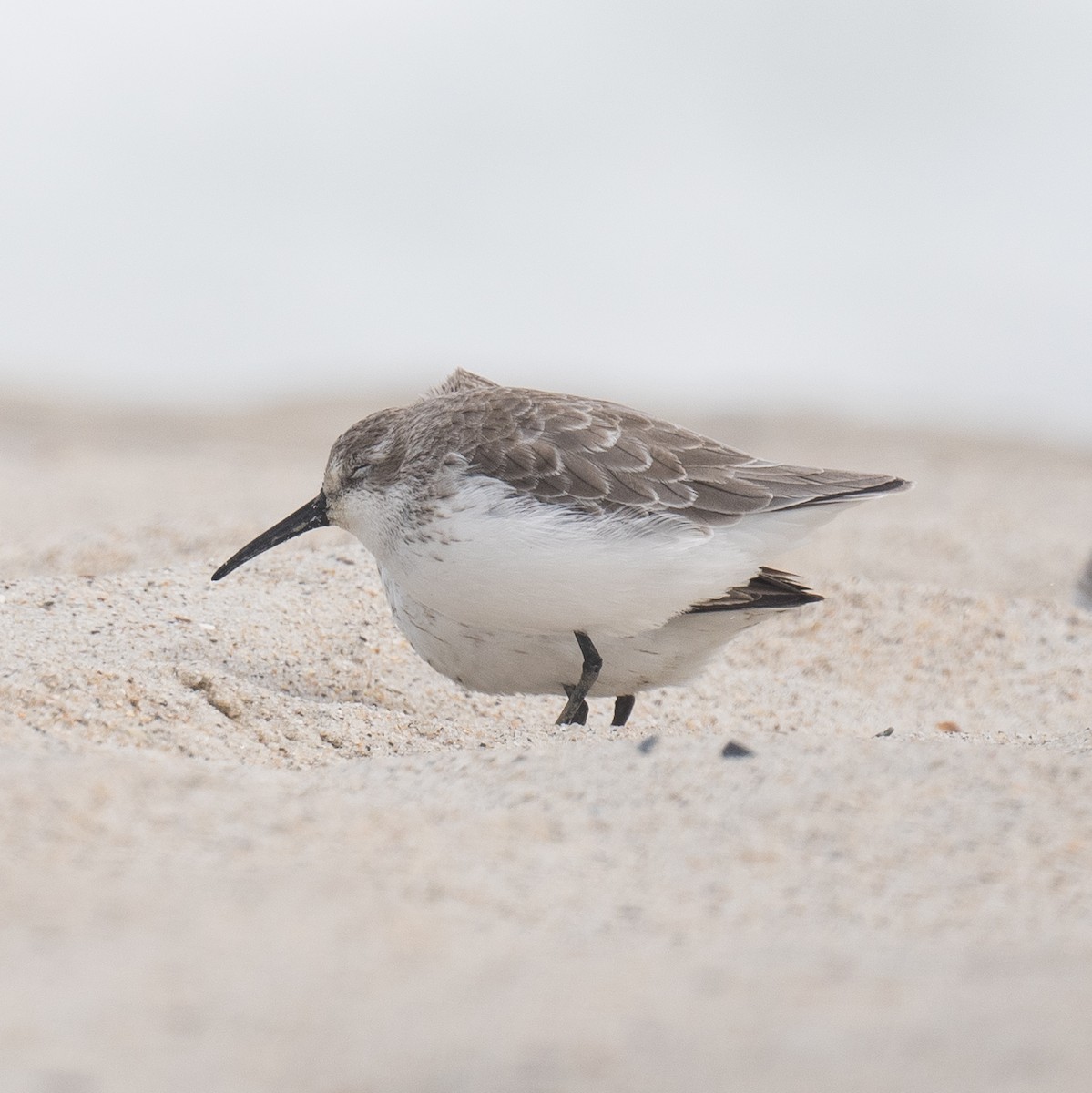 Western Sandpiper - ML641820714