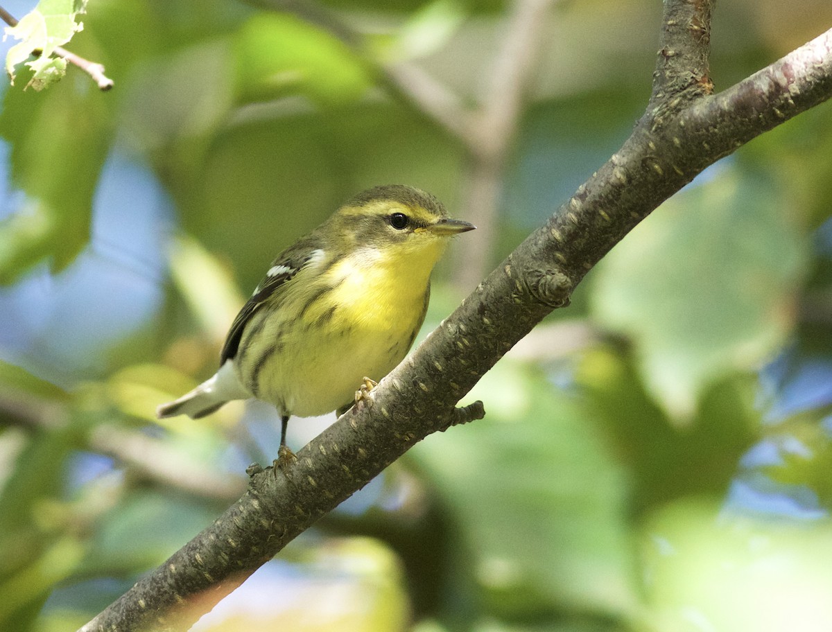 Blackburnian Warbler - ML641820742