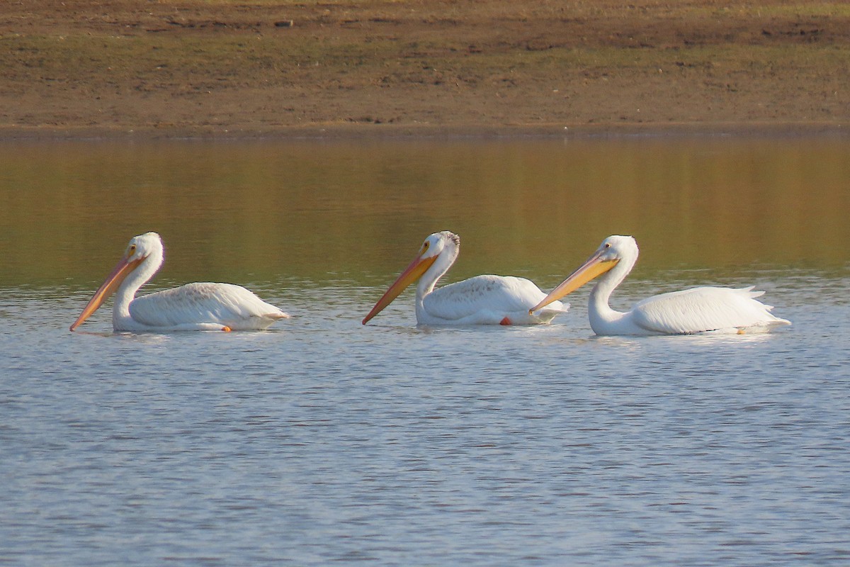 American White Pelican - ML641820749