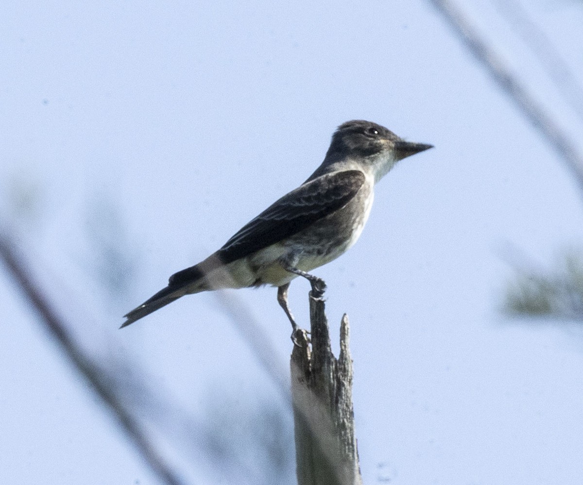 Olive-sided Flycatcher - ML641820784