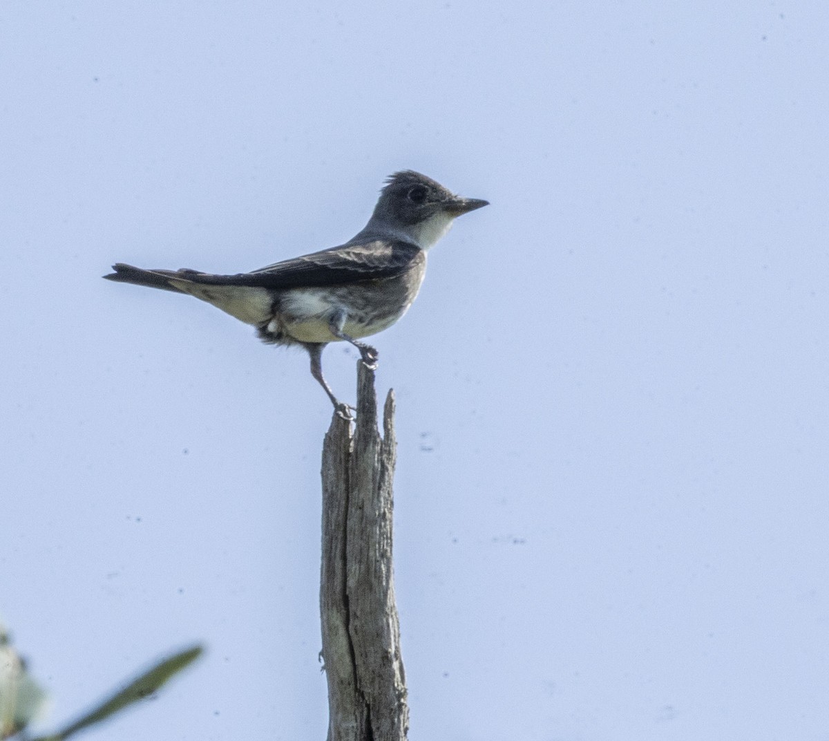 Olive-sided Flycatcher - ML641820791