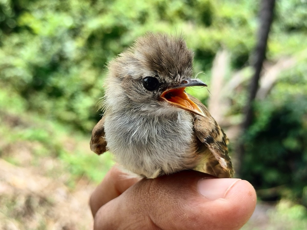 Fuscous Flycatcher - ML641820798