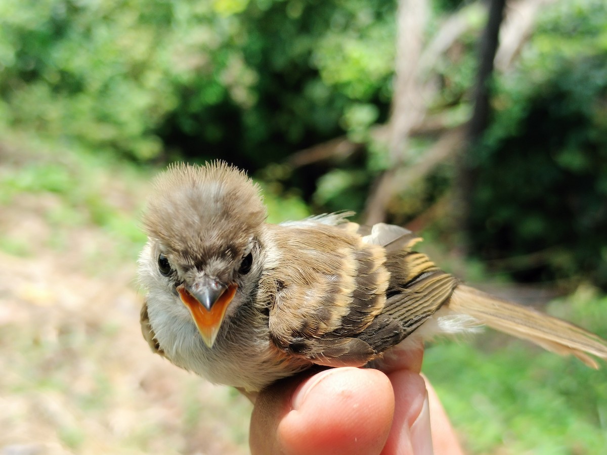 Fuscous Flycatcher - ML641820799