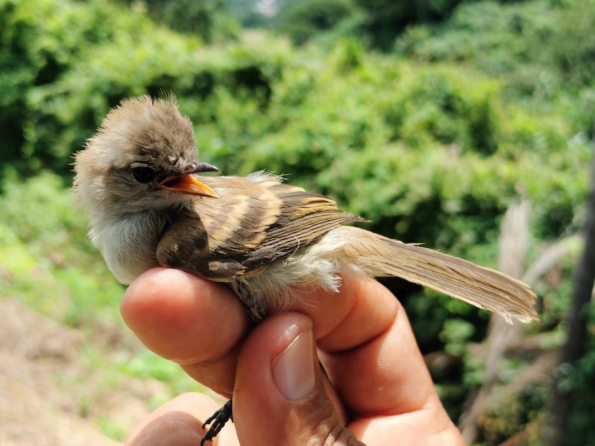 Fuscous Flycatcher - ML641820800
