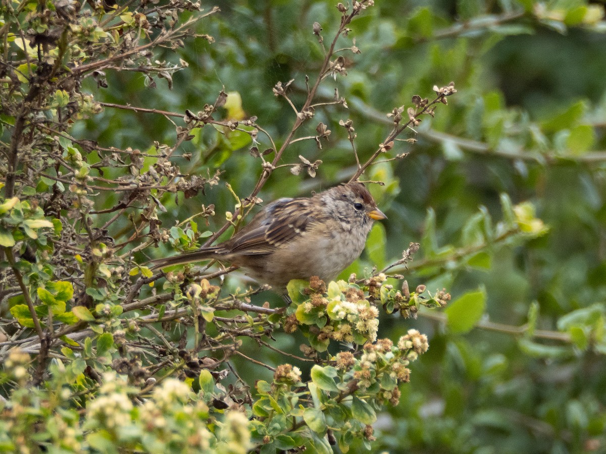 White-crowned Sparrow - ML641820807