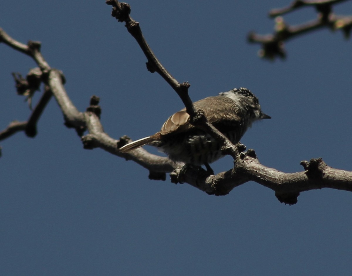 Green-barred Woodpecker - ML641820808