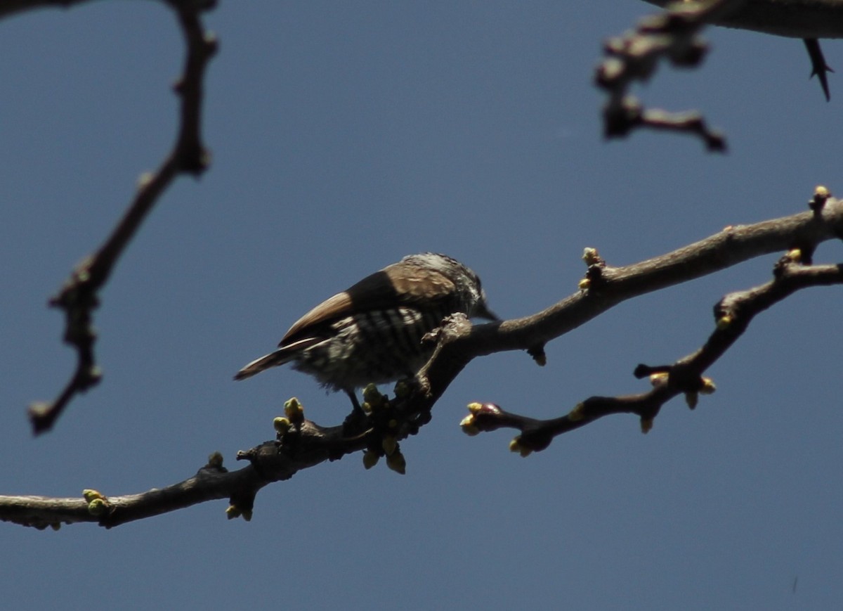 Green-barred Woodpecker - ML641820809