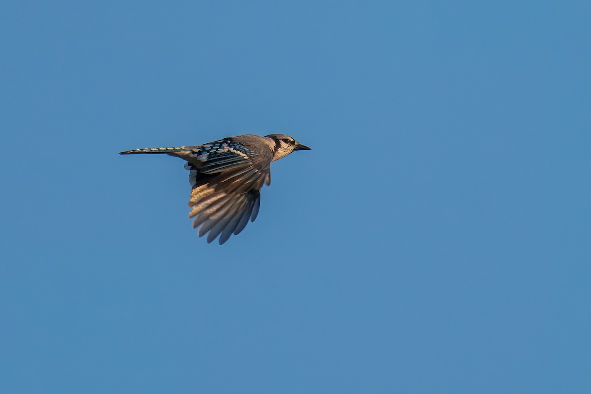 Blue Jay - ML641820810