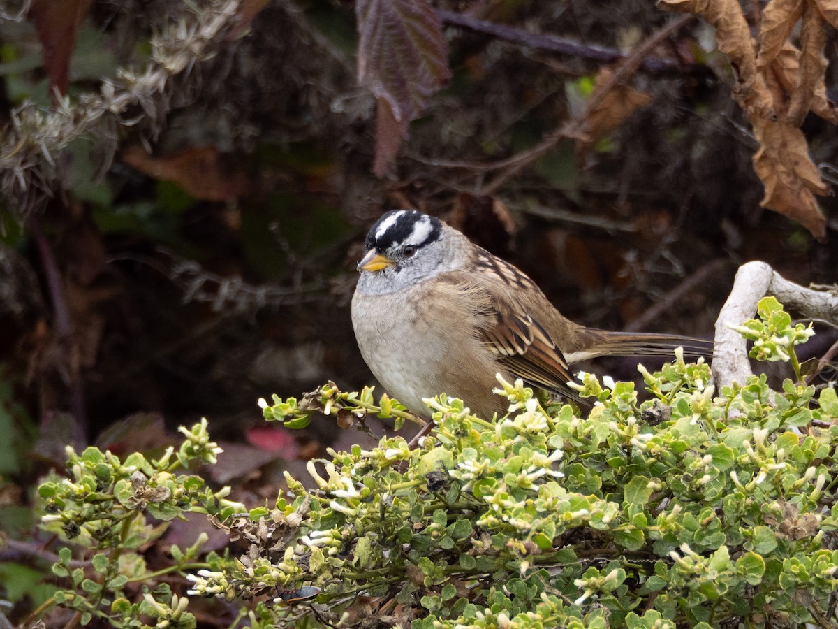 White-crowned Sparrow - ML641820811