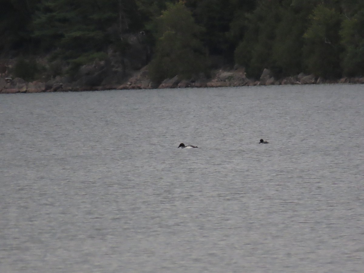 Common Loon - ML641820812