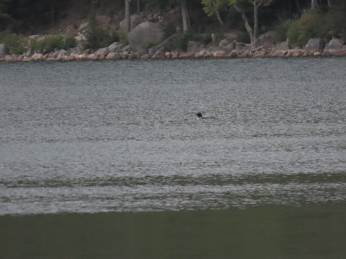 Common Loon - ML641820821