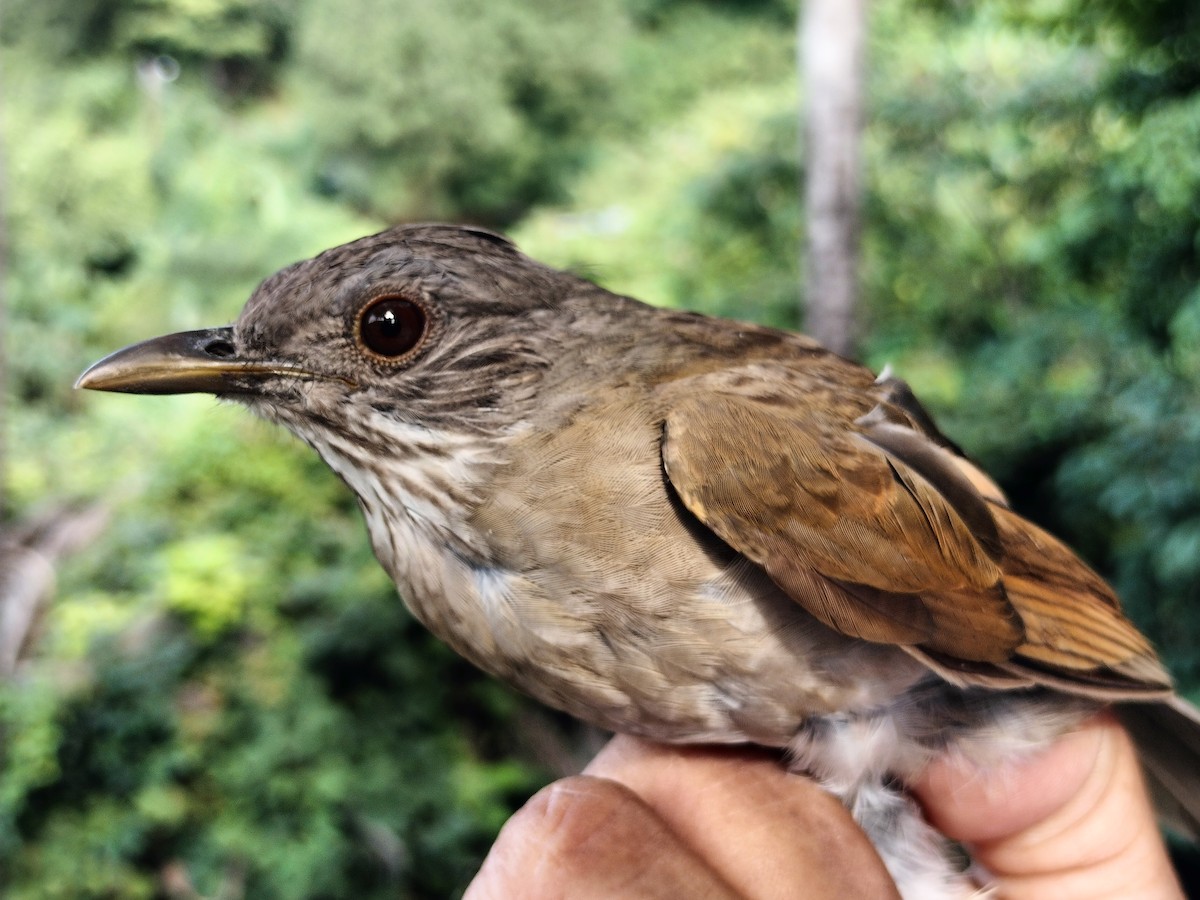 Pale-breasted Thrush - ML641820855