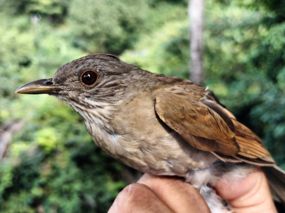 Pale-breasted Thrush - ML641820856