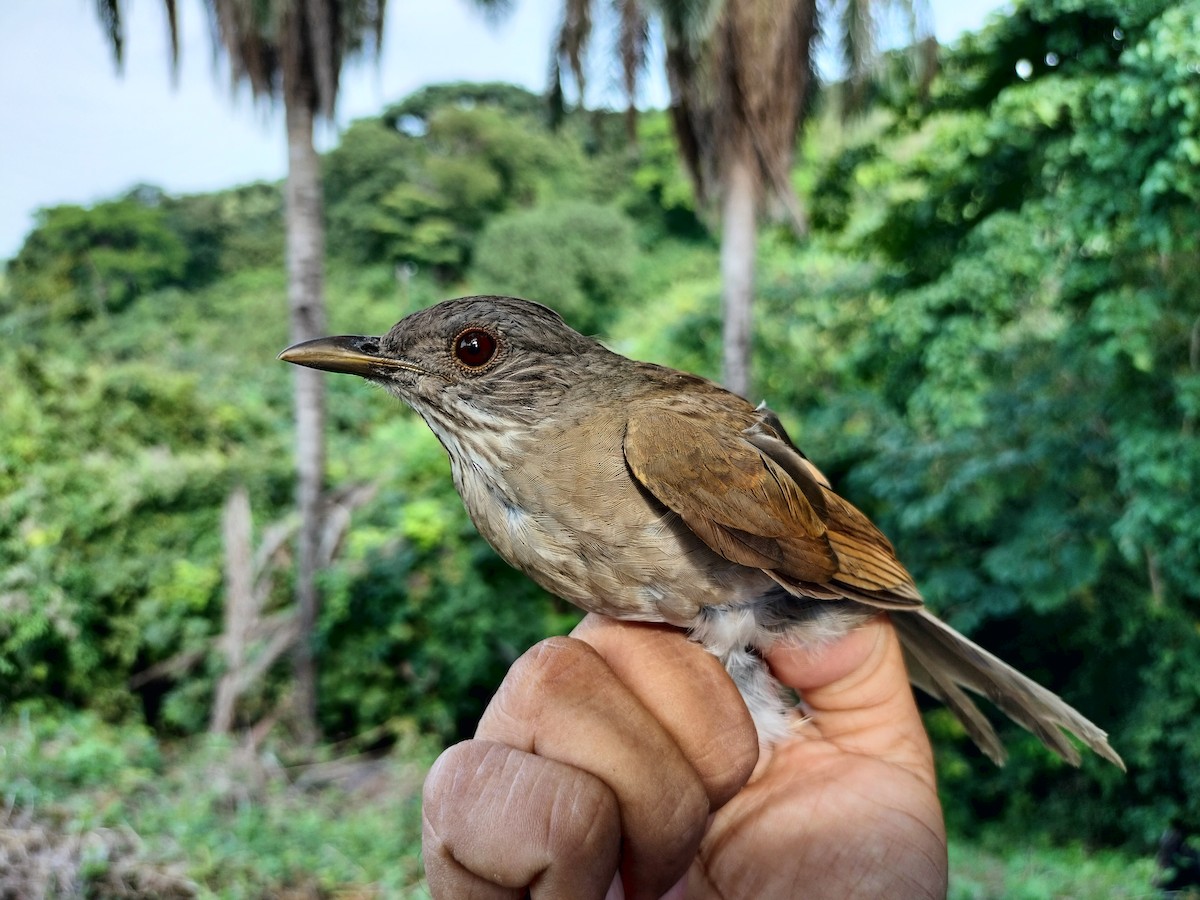 Pale-breasted Thrush - ML641820857